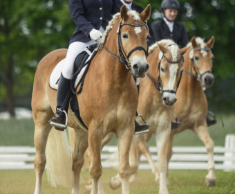 Internationale Haflinger Meisterschaft 2014