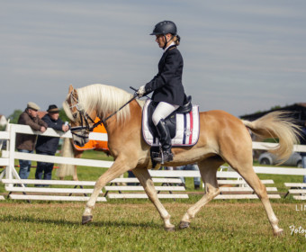 Internationale Haflinger Meisterschaft 2014