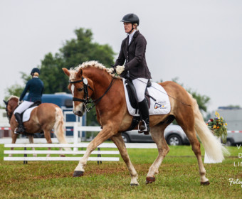 Internationale Haflinger Meisterschaft 2014