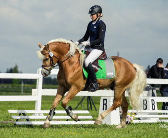 Internationale Haflinger Meisterschaft 2014